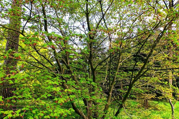 Vine maple