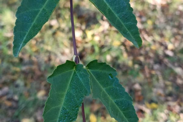 Hawthorn maple