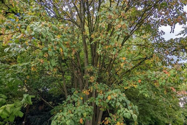 Father david's maple
