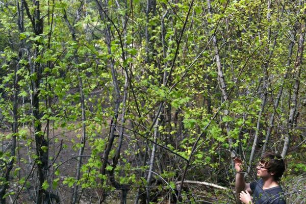 Rocky mountain maple