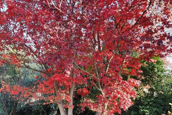 Japanese maple