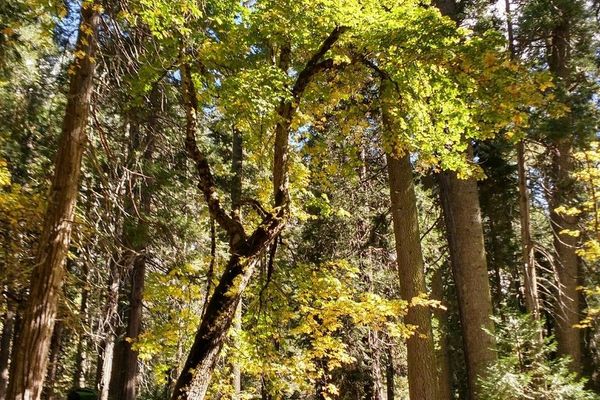 Pacific maple