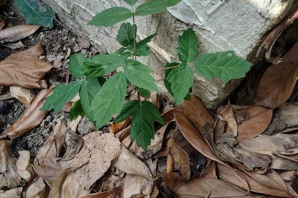 Ash-leaf maple