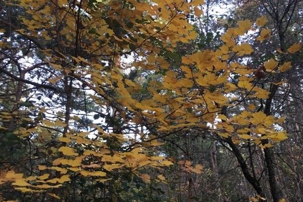 Italian maple