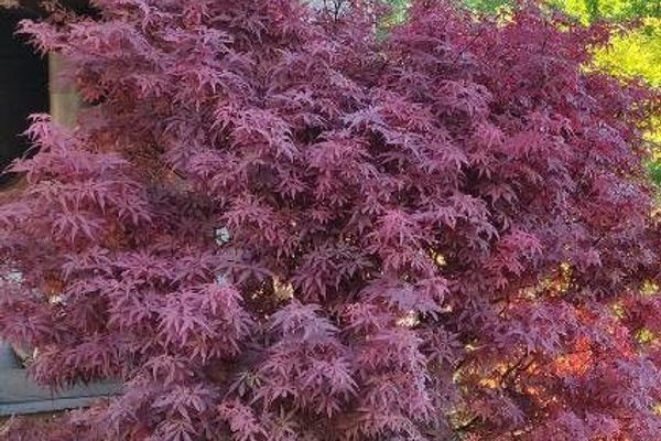 Japanese maple