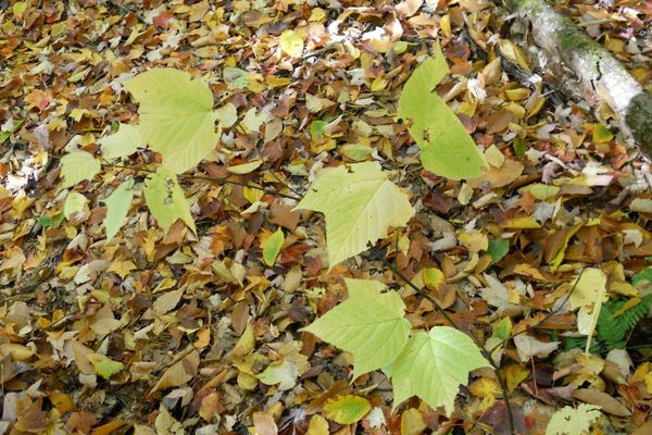 Striped maple