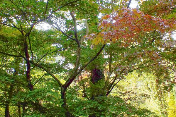 The painted maple