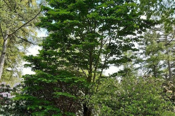 Korean maple