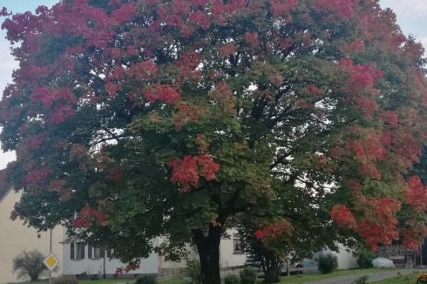 Red maple