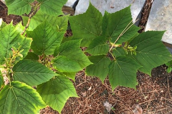 Grey-bud snakebark maple