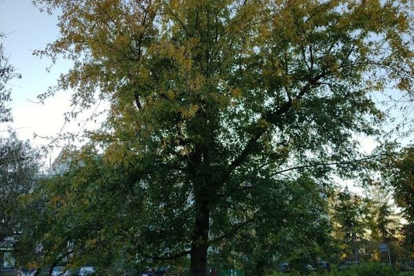 Soft maple