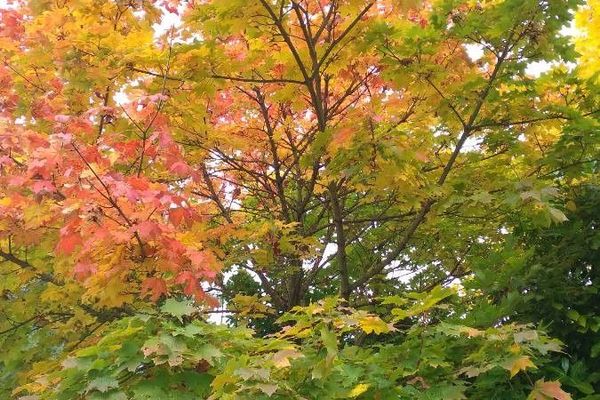 Sugar maple