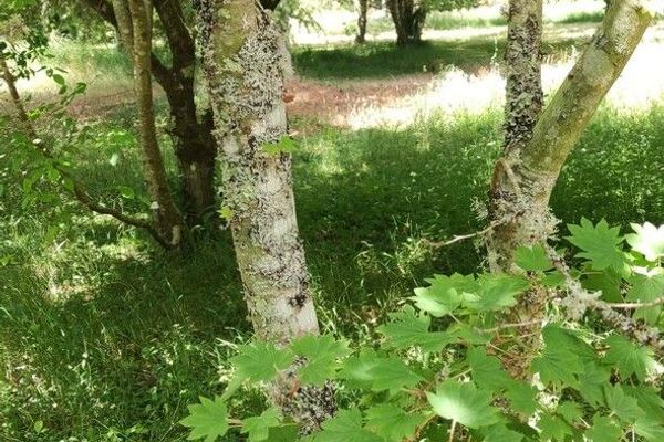 Siebold's maple