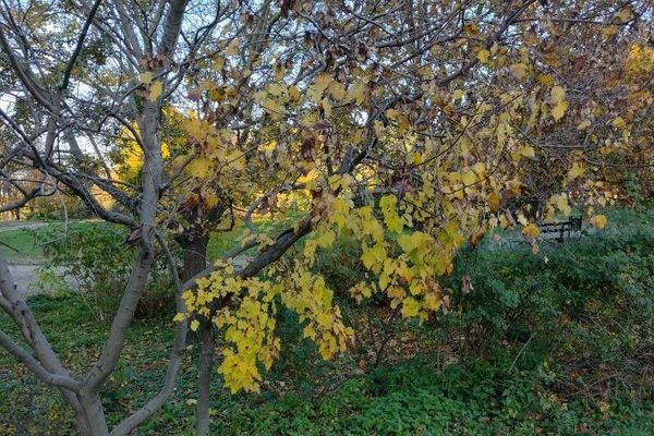 Tartar maple