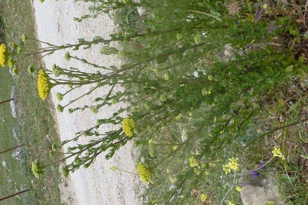 Sweet yarrow
