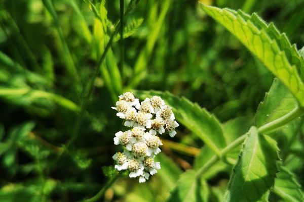 Chinese yarrow