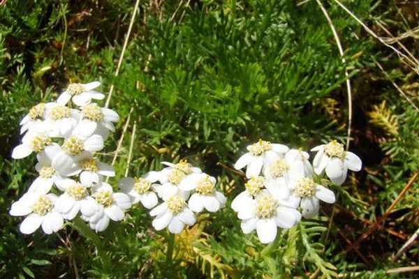 Schwarzrandige schafgarbe