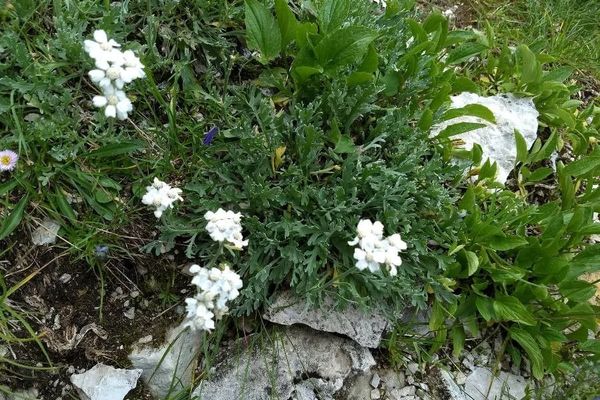 Silvery yarrow