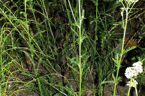 Achillea collina