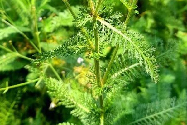Tansyleaf milfoil