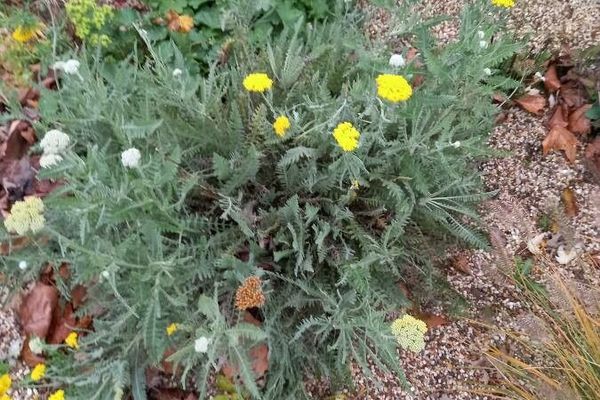 Fern-leaf yarrow