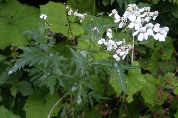 Big-leaf yarrow