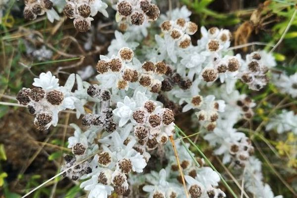 Cottonweed