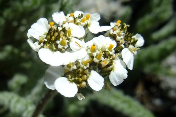 Dwarf alpine yarrow