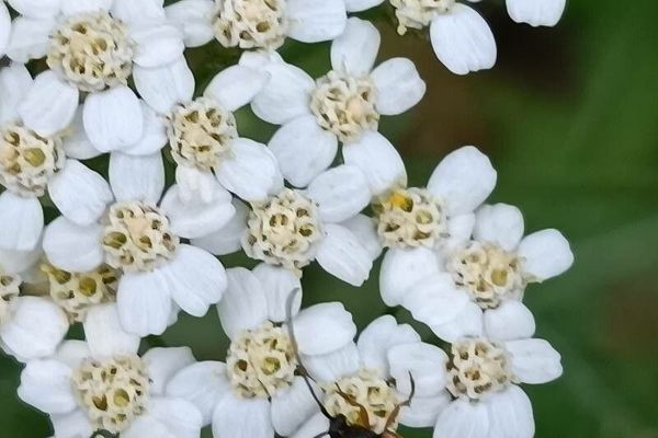 Noble yarrow