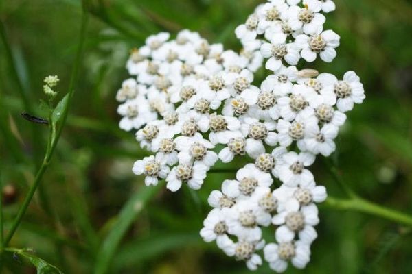 Cream flowered sneezewort