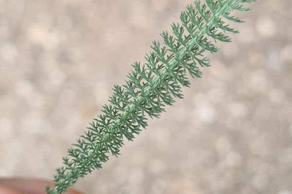 Bristly yarrow