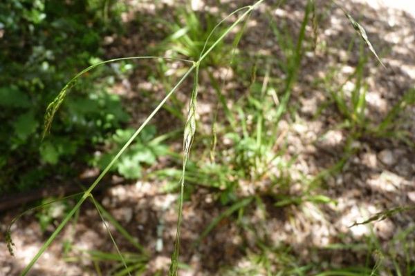 Achnatherum paradoxum