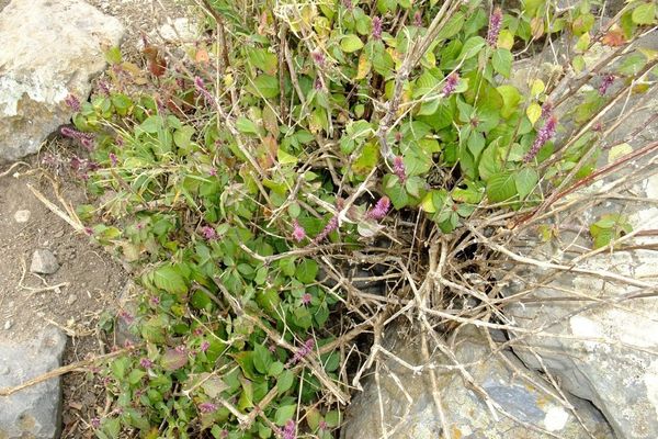 Burweed