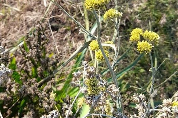 Achyrocline satureioides