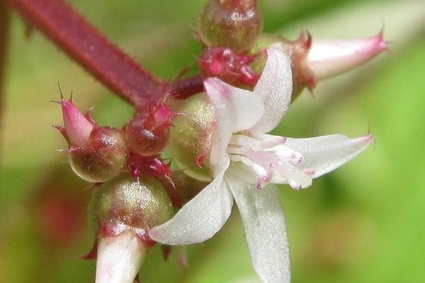 Aciotis purpurascens
