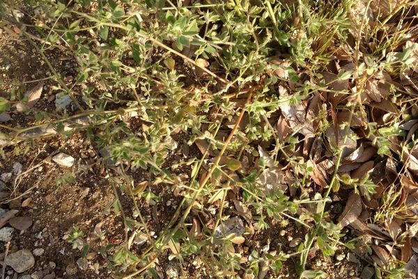 American deerweed