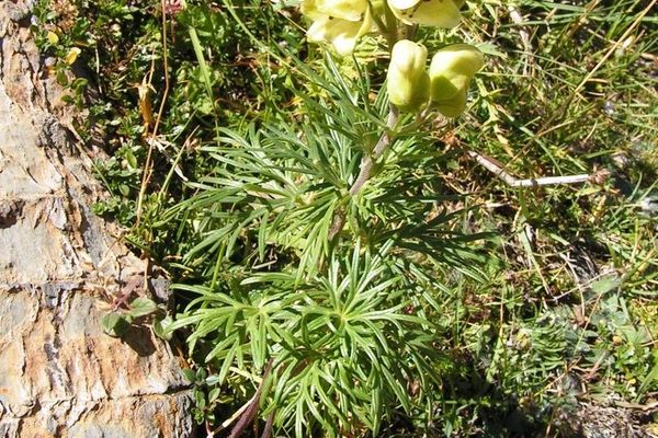 Yellow monkshood