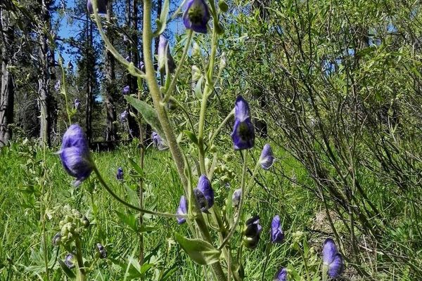 Columbia aconite