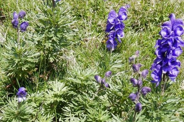Turk's-cap