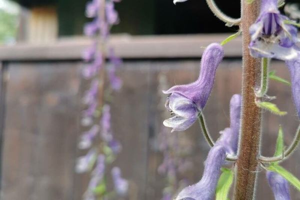 Aconitum septentrionale