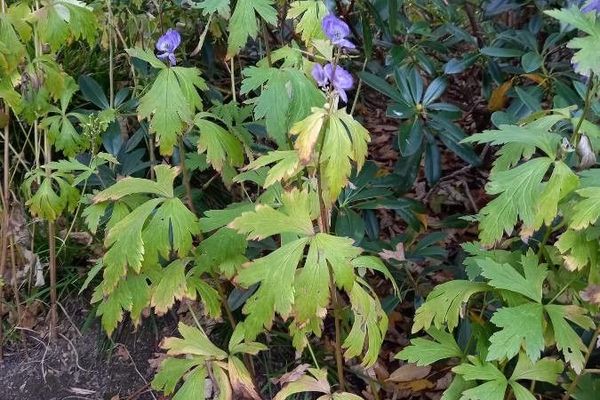 Manchurian monkshood