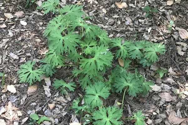 Wolfsbane