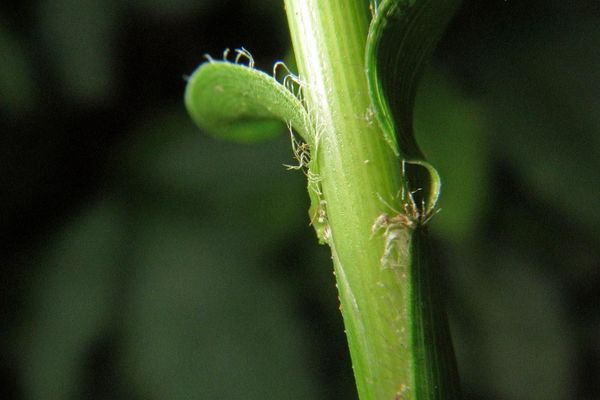 Oat grass