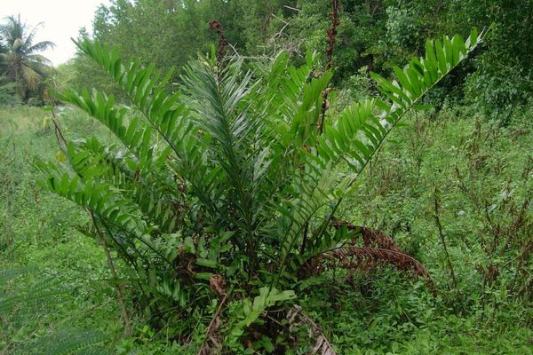 Leather fern