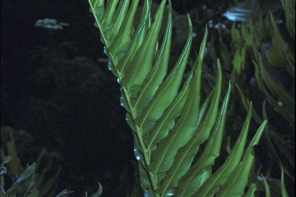 Inland leatherfern