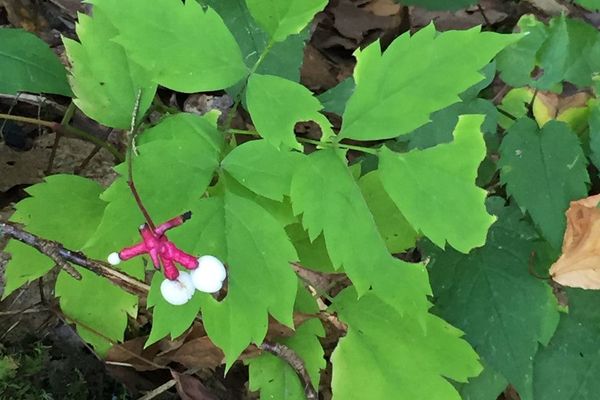 White baneberry