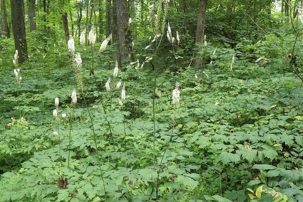 Black cohosh
