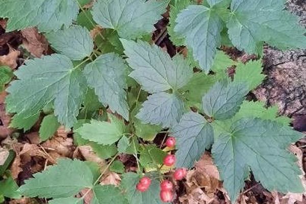 Red baneberry