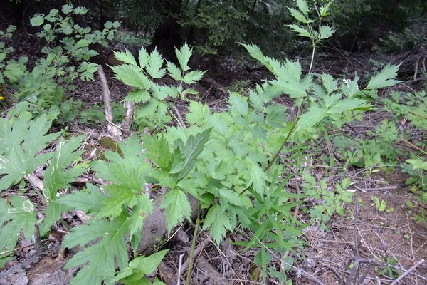 Baneberry