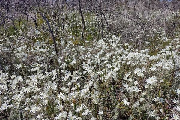 Flannel-flower